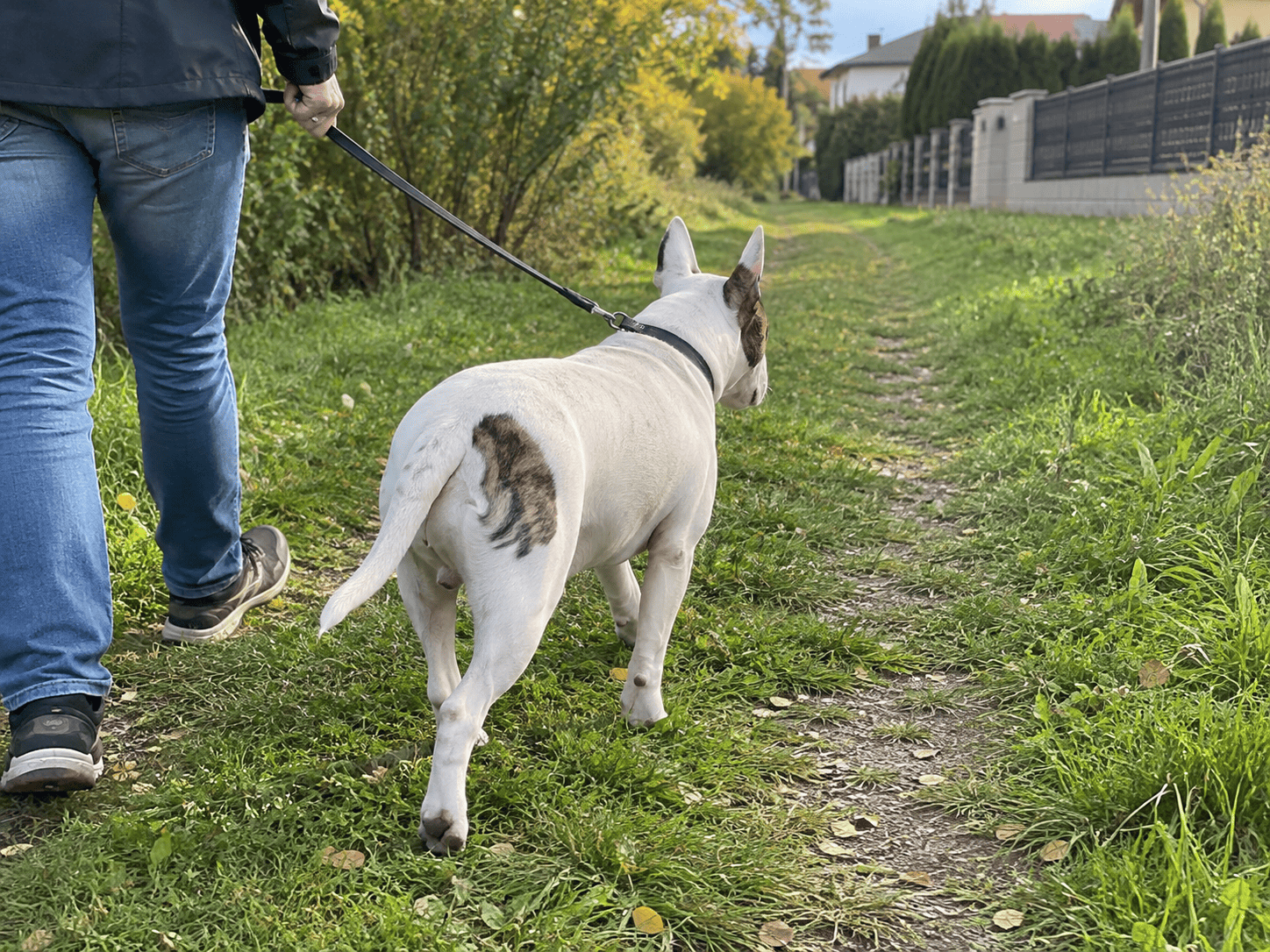 Biely bulteriér kráča pokojne na vodítku po lesnej ceste